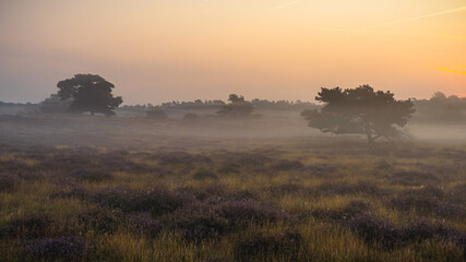 Fototapeta premium Westufer Heide bei Haltern am See