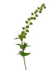 Common Ragweed (Ambrosia artemisiifolia) isolated on white background