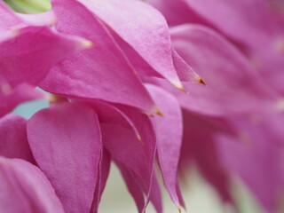 Fototapeta na wymiar ピンクの可愛い花