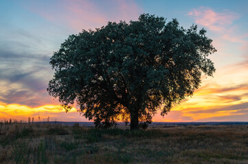 Holm oak in a beautiful sunset in summer