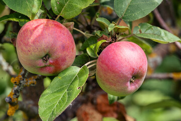 Ripe apple Fruit Growing On The Tree summer time.