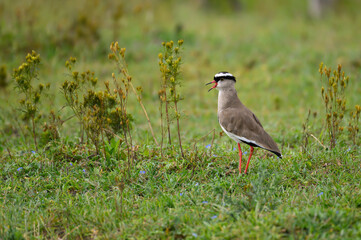 Crowned Lapwing