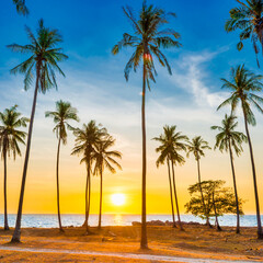 Naklejka na ściany i meble Sunset with palm trees on beach, landscape of palms on sea island