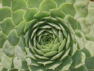 Macro overhead view of the center of an alabaster rose, succulent cactus, with its green leaves and reddish apex and margin, flattened and fleshy leaves arranged in a rosette shape	

