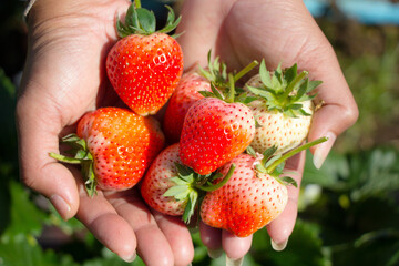 Fresh strawberries from the farm can be eaten.