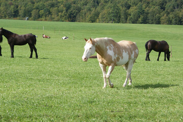 A pinto horse in a pasture