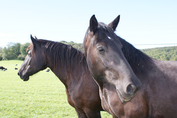 Obraz premium Close up of horses in a pasture