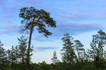 Pine trees growing in the Siberian forest at sunset day.