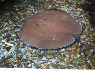 淡水エイの水槽 © tawa--mana