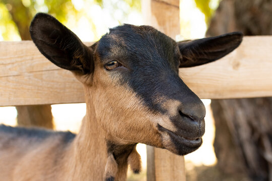 Portrait of the breed Alpine domestic goat. 
