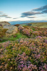 Epic colorful landscape view of late Summer heather in Peak District around Higger Tor at sunrise