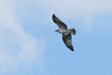 osprey in flight