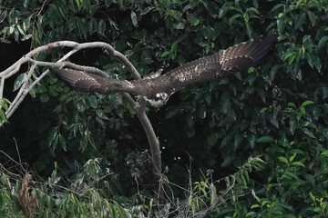 osprey on branch