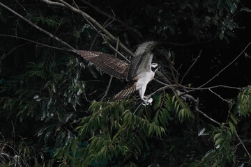 osprey on branch