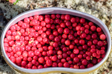 Ripe lingonberries collected in an army bowler hat in the forest.
