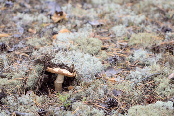 Poisonous toadstool mushroom growing in the forest.