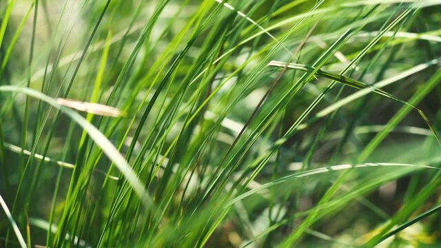 Green thin grass sways in the wind on a sunny day. The branch gusts grow and subside. Autumn weather is changeable in Latvia