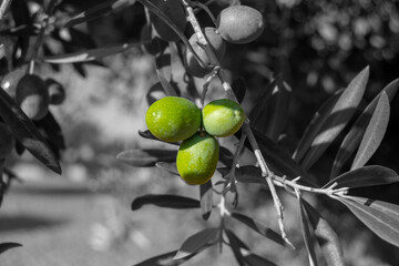 Aceitunas, olivas con fondo en blanco y negro