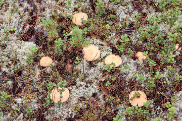 Poisonous toadstool mushroom growing in the forest.