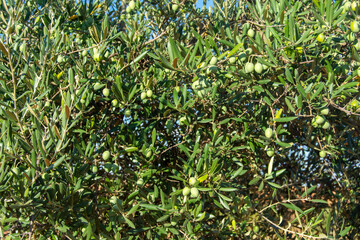 Aceituras en el olivar