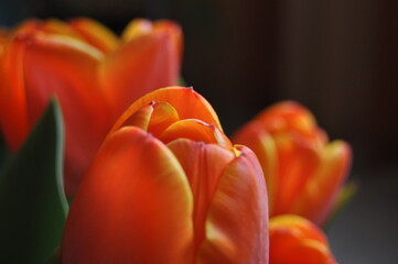 red tulip close up
