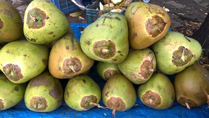 Fresh green tender coconuts Cocos nucifera is a member of the palm tree family