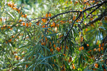 Ripe sea buckthorn berries. Fruit autumn garden