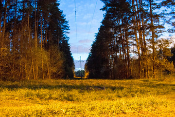 Night landscape, trees grass forest night lantern