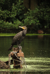 Cormorant sitting on a perch in the middle of a pond with trees in the background