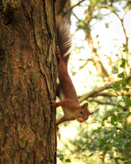 Red squirrel climbing down a tree