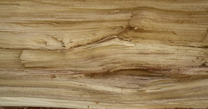 Wooden background with a unique texture. Close-up of wood with sun reflections.