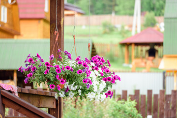 Fototapeta na wymiar Beautiful flowers blooming in pot on summer day.