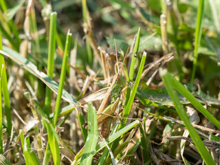 green grasshopper in the grass close-up. macro photo of an insect