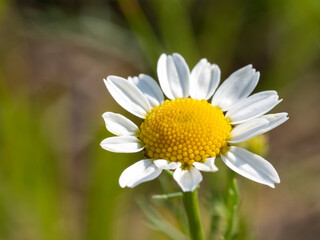 Obraz premium Chamomile flower on blurred green background. Feld flowers