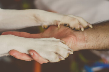 Primer plano de la mano de un hombre cogienda las patas de un perro blanco