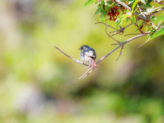 Un oiseau sur une branche