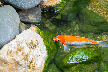 Koi carp or fancy carp in the tranquil pond water