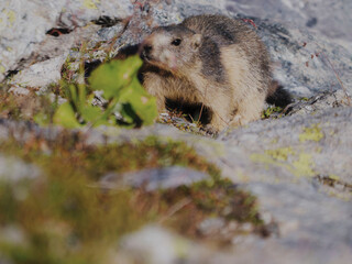 Belle marmotte