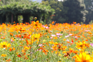 花畑 ガーデン 植物 花