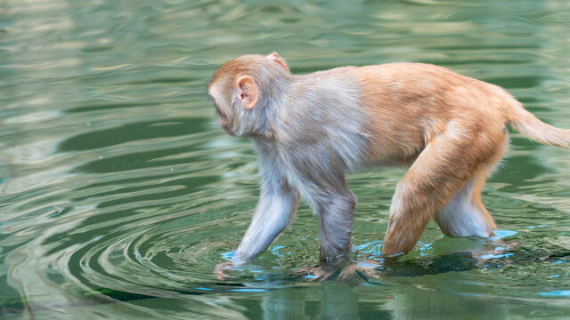 A young monkey walking through shallow water