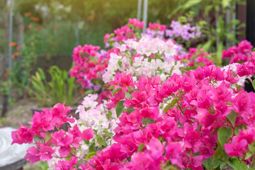 Magenta and pink Bougainvillea flower bloom with sunlight in the garden on blur nature background.