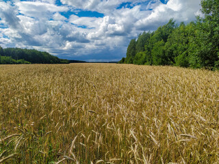 In the field wheat landscape sky clouds