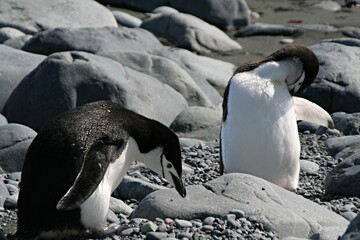 Fototapeta premium Chinstrap penquin / Pygoscelis antracticus / It is up to 68 centimeters tall, weighing about 4.5 kilograms. It is easy to recognize the narrow black stripe beneath the beak. Roberts island.Antarctica