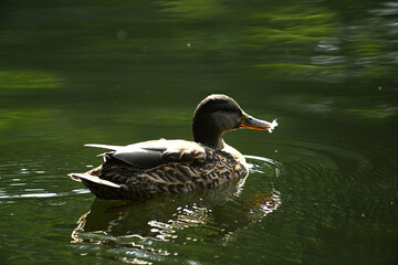 Ente auf dem Wasser