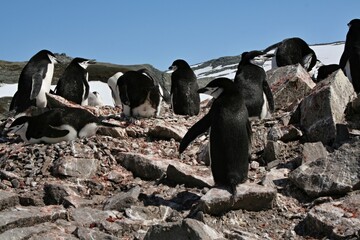 Chinstrap penquin / Pygoscelis antracticus / It is up to 68 centimeters tall, weighing about 4.5 kilograms. It is easy to recognize the narrow black stripe beneath the beak. Roberts island.Antarctica
