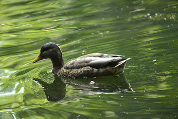 Ente auf dem Wasser