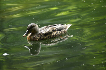Ente auf dem Wasser