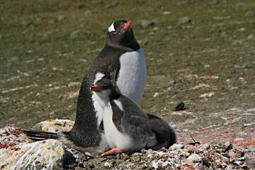 Fototapeta premium Colonies of Gentoo Penguin / Pygoscelis papua / on Aitcho island. During the Antarctic Summer, young penguins are thrown out of the eggs.South Shetland Islandss.Antarctica