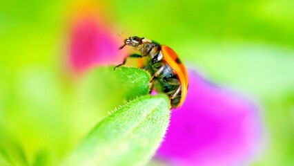bee on flower