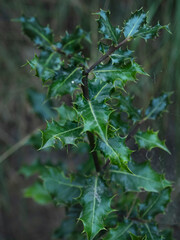 Close-up of Christmas holly plant in the field